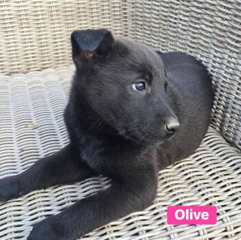 German Shepherd Dog and Shepherd Dogs Available for Adoption - Olive | PetCurious