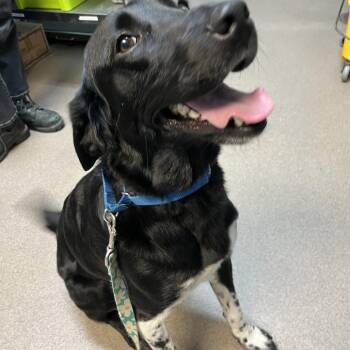 Speckles -  Border Collie and Australian Cattle Dog Blue Heeler Dog for Adoption in South Elgin, Illinois - Speckles | PetCurious