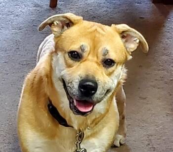 Rescue Yellow Labrador Retriever Dogs for Adoption - Bentley | PetCurious