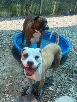 Figgy (FKA Ferananda) -  Hound and Pit Bull Terrier Dog for Adoption in Bridgewater, New Jersey - Figgy (FKA Ferananda) | PetCurious