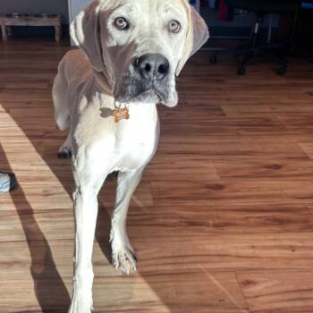 Carrie -  Great Dane and Mastiff Dog for Adoption in Bend, Oregon - Carrie | PetCurious
