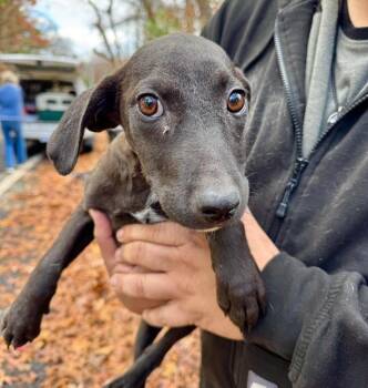 Rescue Chihuahua and Mixed Breed Dogs for Adoption in Yaphank, New York - Joe Jonas | PetCurious