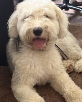 Wes -  Old English Sheepdog Dog for Adoption - Wes | PetCurious