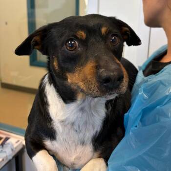 Terrier and Dachshund Dogs Available for Adoption in Nashville, Tennessee - Dax | PetCurious