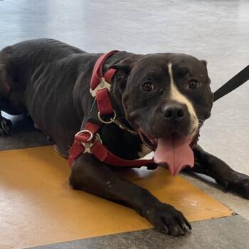 Tink -  Pit Bull Terrier Dog for Adoption in Philadelphia, Pennsylvania - Tink | PetCurious