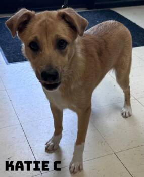 Katie -  Shetland Sheepdog Sheltie Dog for Adoption in Dyersburg, Tennessee - Katie | PetCurious