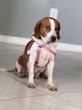 Lili Pad -  Beagle Dog for Adoption in Odessa, Florida - Lili Pad | PetCurious