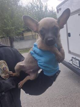 FROST -  Terrier Dog for Adoption in San Antonio, Texas - FROST | PetCurious