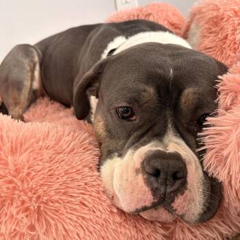 American Bulldog and Pit Bull Terrier Dogs Available for Adoption - Xena | PetCurious