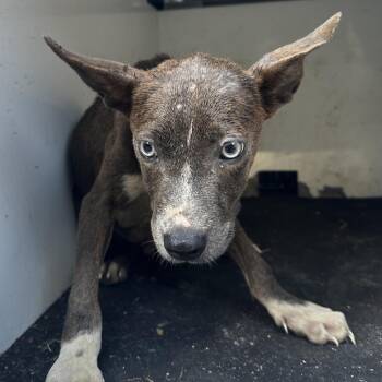 Cyclone -  Pit Bull Terrier and Mixed Breed Dog for Adoption in Pine Bluff, Arkansas - Cyclone | PetCurious