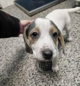 Hound and Mixed Breed Dogs Available for Adoption - Lilly | PetCurious