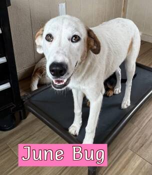 Hound Dogs Available for Adoption in Fort Worth, Texas - May Belle Or June Bug | PetCurious