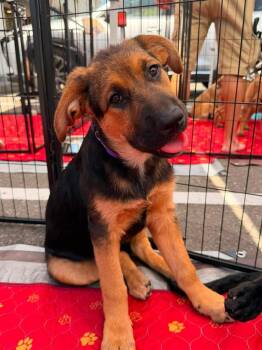 Berkeley -  Labrador Retriever and German Shepherd Dog Dog for Adoption in Pleasant Hill, California - Berkeley | PetCurious