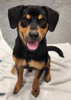 SPANKY -  Rottweiler and Mixed Breed Dog for Adoption in Brunswick, Georgia - SPANKY | PetCurious