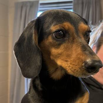 Dachshund and Mixed Breed Dogs Available for Adoption in South Haven, Michigan - Wilhelmina Lincoln | PetCurious