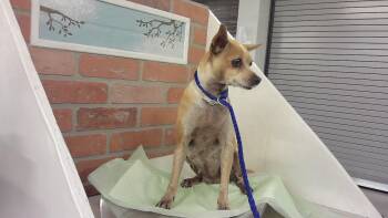 Chihuahua and Mixed Breed Dogs Available for Adoption in Houston, Texas - LULU | PetCurious