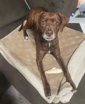 Pointer and Labrador Retriever Dogs Available for Adoption in Hiawatha, Kansas - Sissy | PetCurious