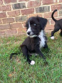 Seether -  Mixed Breed Dog for Adoption in Statesboro, Georgia - Seether | PetCurious