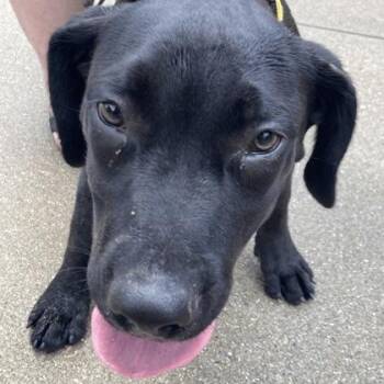 Ra -  Mixed Breed Dog for Adoption in Cincinnati, Ohio - Ra | PetCurious