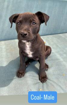 Coal -  American Staffordshire Terrier Dog for Adoption in San Diego, California - Coal | PetCurious