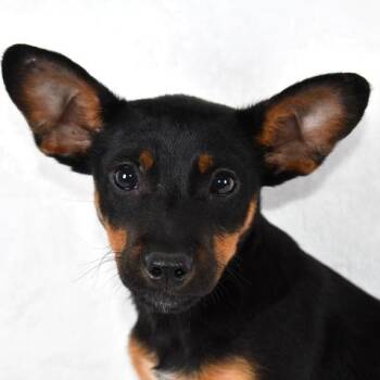 Miniature Pinscher Dogs Available for Adoption in Johnson City, Tennessee - Sir Lancelot | PetCurious