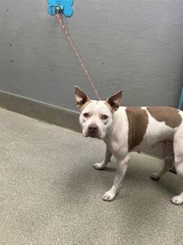 ALIYAH -  Pit Bull Terrier Dog for Adoption in Las Vegas, Nevada - ALIYAH | PetCurious