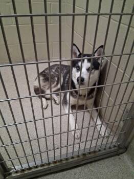 Rescue Husky Dogs for Adoption in Youngstown, Ohio - Storm | PetCurious