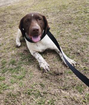 Pointer Dogs Available for Adoption - Coco Puff | PetCurious