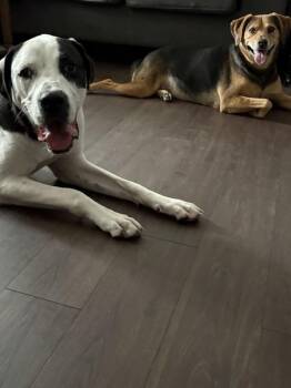 Toby -  Coonhound and Mastiff Dog for Adoption in Austin, Texas - Toby | PetCurious