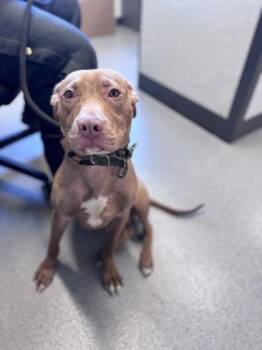 Chesnut -  Mixed Breed Dog for Adoption in West Chester, Pennsylvania - Chesnut | PetCurious