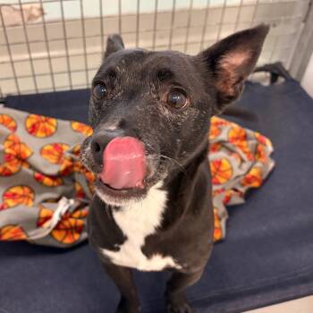 RODNEY -  Terrier Dog for Adoption in St. Augustine, Florida - RODNEY | PetCurious