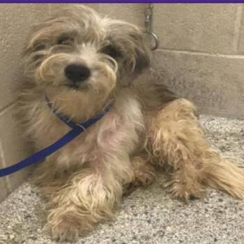 Meatball *Available Soon* -  Maltese and Mixed Breed Dog for Adoption in Dover, New Hampshire - Meatball *Available Soon* | PetCurious
