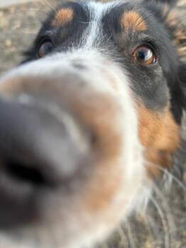 Rough Collie and Mixed Breed Dogs Available for Adoption - Conner | PetCurious