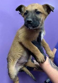 Belgian Shepherd Malinois and Mixed Breed Dogs Available for Adoption in El Paso, Texas - 60837311 | PetCurious