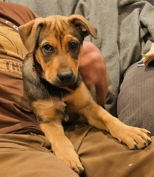 Winnie -  German Shepherd Dog Dog for Adoption in Harlingen, Texas - Winnie | PetCurious