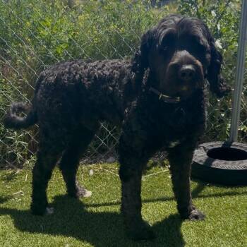 Kittle -  Poodle and Saint Bernard Dog for Adoption in Idaho Falls, Idaho - Kittle | PetCurious