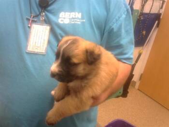 Australian Cattle Dog Blue Heeler Dogs Available for Adoption - STEPHAN | PetCurious