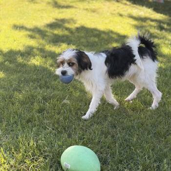 Lucky -  Terrier Dog Available for Adoption in Cashmere, Washington - Lucky | PetCurious