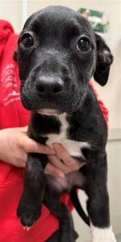 Staffordshire Bull Terrier and Mixed Breed Dogs Available for Adoption - FRUIT LOOPS | PetCurious