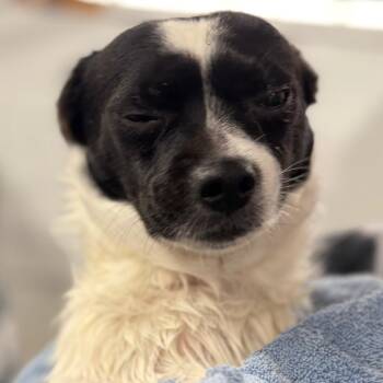 Rocky -  Pomeranian and Chihuahua Dog for Adoption in Zanesville, Ohio - Rocky | PetCurious