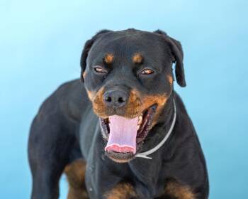 Rottweiler Dogs Available for Adoption in Pasadena, California - CLAIRE | PetCurious