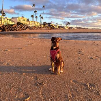 Chocolate Labrador Retriever and Australian Shepherd Dogs Available for Adoption - Emerald | PetCurious