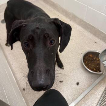 Mac -  Black Labrador Retriever and Boxer Dog for Adoption in Horn Lake, Mississippi - Mac | PetCurious