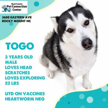 THOGO  Available NOW - ADOPTION or RESCUE! -  Husky and Mixed Breed Dog for Adoption in Nashville, North Carolina - THOGO  Available NOW - ADOPTION Or RESCUE! | PetCurious