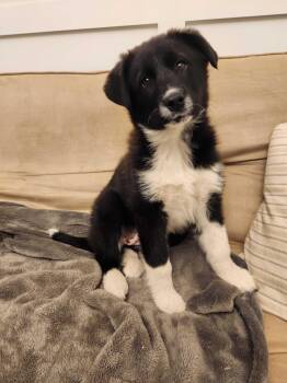 Great Pyrenees and Husky Dogs Available for Adoption - STEVIE | PetCurious