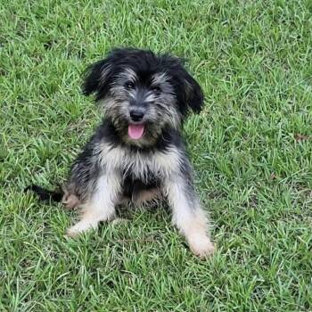 Alfred -  Terrier Dog for Adoption in Groveland, Massachusetts - Alfred | PetCurious