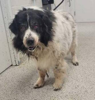 Great Pyrenees and Mixed Breed Dogs Available for Adoption in Kansas City, Missouri - Lotto | PetCurious