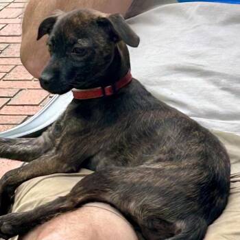 Eliza -  Mixed Breed Dog for Adoption in Brownsboro, Alabama - Eliza | PetCurious