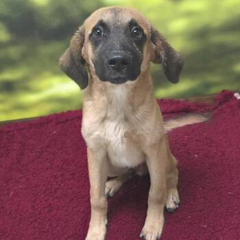 Shepherd Dogs Available for Adoption - Burnzy | PetCurious
