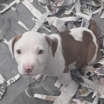 Pit Bull Terrier Dogs Available for Adoption in Chesapeake, Virginia - Grape | PetCurious